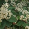 Dwergmispel (Cotoneaster Lacteus) -Aanbiedingen Groene Hekken Winkel 20100720152801 3 1