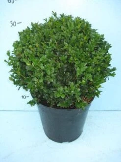 Buxusbol (Buxus Sempervirens, Bolvorm) 25 Buxusbol (Buxus Sempervirens, Bolvorm) -Aanbiedingen Groene Hekken Winkel 20101207115632 20