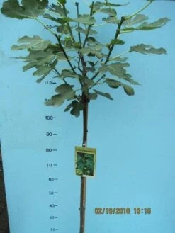 Vijg Op Stam (Ficus Carica) 18 Vijg Op Stam (Ficus Carica) -Aanbiedingen Groene Hekken Winkel 20101207122956 8