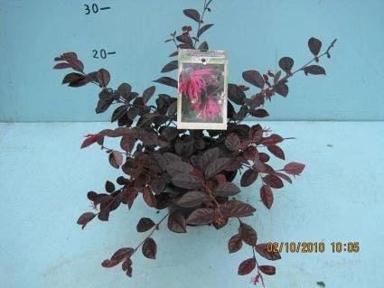Loropetalum (Loropetalum 'Fire Dance') 7 Loropetalum (Loropetalum 'Fire Dance') - Afbeelding 5