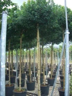 Bolesdoorn (Acer Campestre 'Nanum') 9 Bolesdoorn (Acer Campestre 'Nanum') -Aanbiedingen Groene Hekken Winkel 20101207144224 13 1