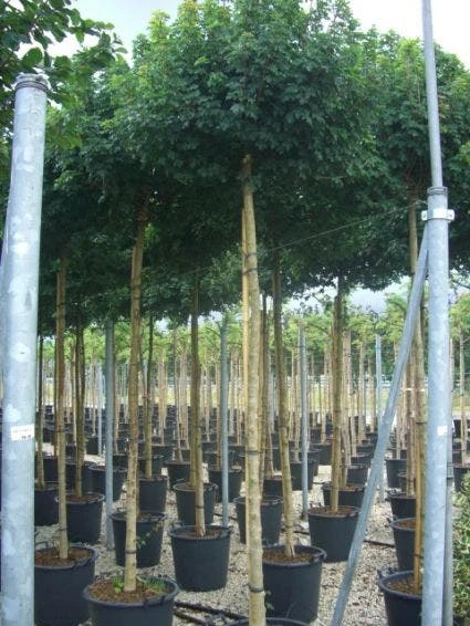 Bolesdoorn (Acer Campestre 'Nanum') 5 Bolesdoorn (Acer Campestre 'Nanum') - Afbeelding 3