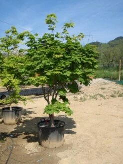 Japanse Esdoorn (Acer Japonicum 'Vitifolium') -Aanbiedingen Groene Hekken Winkel 20101207145423 7