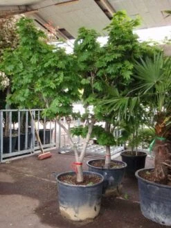 Japanse Esdoorn (Acer Japonicum 'Vitifolium') -Aanbiedingen Groene Hekken Winkel 20101207145443 7 1