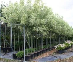 Vederesdoorn Als Boom (Acer Negundo 'Flamingo')