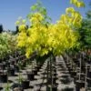 Vederesdoorn Als Boom (Acer Negundo 'Kelly's Gold')