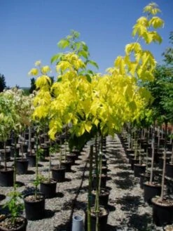 Vederesdoorn Als Boom (Acer Negundo 'Kelly's Gold')