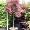 Japanse Esdoorn Als Boom (Acer Palmatum 'Inabe-shidare') -Aanbiedingen Groene Hekken Winkel 20101207164028 4