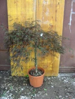 Japanse Esdoorn (Acer Palmatum 'Ornatum') -Aanbiedingen Groene Hekken Winkel 20101207164407 11