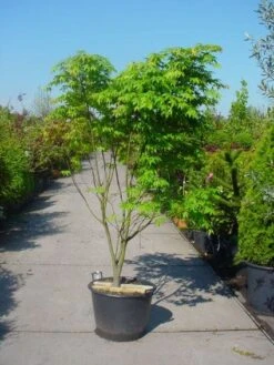 Japanse Esdoorn (Acer Palmatum 'Osakazuki') -Aanbiedingen Groene Hekken Winkel 20101207164946 9 1