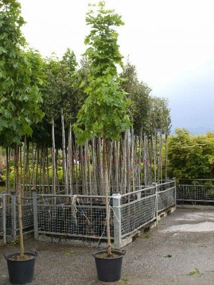 Noorse Esdoorn (Acer Platanoides 'Emerald Queen') 3 Noorse Esdoorn (Acer Platanoides 'Emerald Queen')