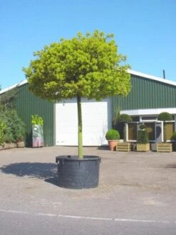 Bolesdoorn (Acer Platanoides 'Globosum') 18 Bolesdoorn (Acer Platanoides 'Globosum') -Aanbiedingen Groene Hekken Winkel 20101207173811 22 1