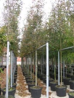 Krentenboom (Amelanchier Arborea 'Robin Hill') -Aanbiedingen Groene Hekken Winkel 20101209111140 10 2