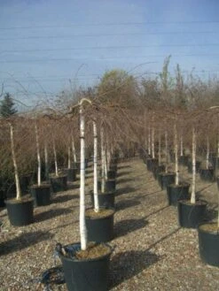 Prieelberk (Betula Pendula 'Youngii') -Aanbiedingen Groene Hekken Winkel 20101209130348 14