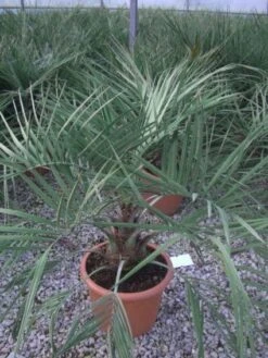 Geleipalm (Butia Capitata) -Aanbiedingen Groene Hekken Winkel 20101209131859 6