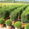 Buxus Meeneemhaag (Buxus Microphylla 'Faulkner')
