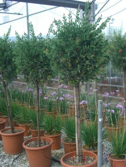 Lampepoetserplant Op Stam (Callistemon Laevis ) 3 Lampepoetserplant Op Stam (Callistemon Laevis )