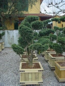 Libanonceder Als Bonsai (Cedrus Libani) -Aanbiedingen Groene Hekken Winkel 20101210105909 6 1