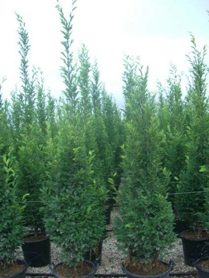 Zuilhaagbeuk (Carpinus Betulus 'Frans Fontaine') 4 Zuilhaagbeuk (Carpinus Betulus 'Frans Fontaine') - Afbeelding 2