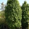 Haagbeuk (Carpinus Betulus 'Monumentalis') -Aanbiedingen Groene Hekken Winkel 20101210152014 7