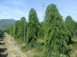 Treurceder (Cedrus Deodara 'Pendula') 15 Treurceder (Cedrus Deodara 'Pendula') -Aanbiedingen Groene Hekken Winkel 20101212154305 13 1