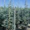 Atlasceder (Cedrus Libani 'Glauca')