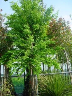 Katsoera Als Boom (Cercidiphyllum Japonicum) -Aanbiedingen Groene Hekken Winkel 20101212165358 7