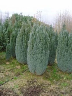 Cypres (Chamaecyparis Lawsoniana 'Ellwoodii') -Aanbiedingen Groene Hekken Winkel 20101212171338 6