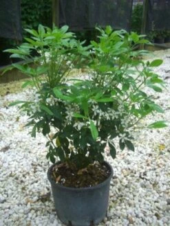 Choisya (Choisya Ternata) -Aanbiedingen Groene Hekken Winkel 20101213090655 6 1