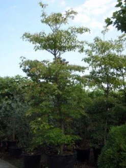 Reuzenkornoelje (Cornus Controversa) -Aanbiedingen Groene Hekken Winkel 20101213094526 11