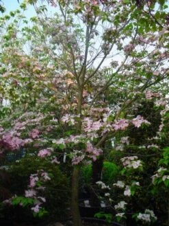 Amerikaanse Kornoelje (Cornus Florida 'Rubra') -Aanbiedingen Groene Hekken Winkel 20101213094837 7 2