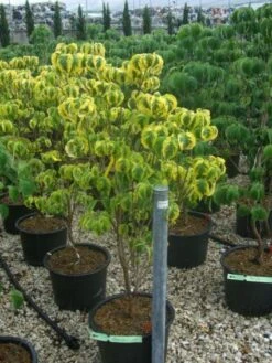 Kornoelje Op Stam (Cornus Florida 'Rainbow') -Aanbiedingen Groene Hekken Winkel 20101213095801 1 1