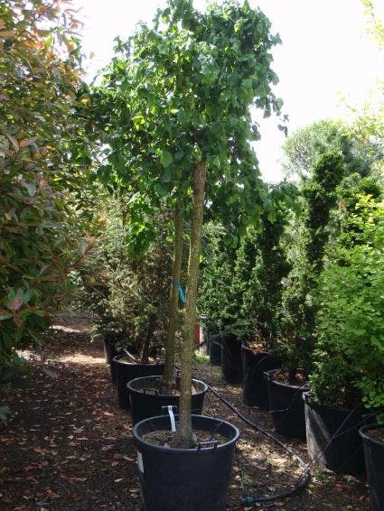 Kronkelhazelaar Als Boom (Corylus Avellana 'Contorta') 4 Kronkelhazelaar Als Boom (Corylus Avellana 'Contorta') - Afbeelding 2