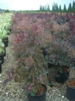 Pruikenboom (Cotinus 'Grace') -Aanbiedingen Groene Hekken Winkel 20101213101556 3