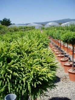 Sikkelden Op Stam (Cryptomeria Japonica 'Globosa Nana') -Aanbiedingen Groene Hekken Winkel 20101213102352 1