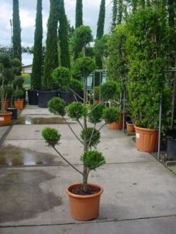 Cupressocyparis Als Bonsai (Cupressocyparis Leylandii 'Castlewellan Gold' ) -Aanbiedingen Groene Hekken Winkel 20101213113337 7 1