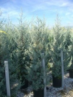 Cipres (Cupressus Arizonica 'Glauca') -Aanbiedingen Groene Hekken Winkel 20101213122927 13