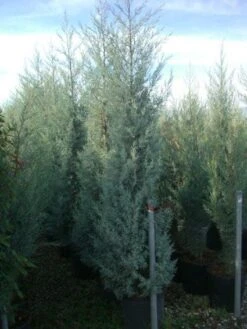 Cipres (Cupressus Arizonica 'Glauca') -Aanbiedingen Groene Hekken Winkel 20101213122945 13 1