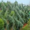 Cipres Als Spiraal (Cupressus Arizonica 'Glauca')