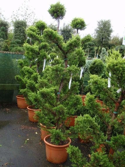 Cipres Als Bonsai (Cupressus Macrocarpa 'Aurea') 4 Cipres Als Bonsai (Cupressus Macrocarpa 'Aurea') - Afbeelding 2