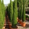 Italiaanse Cipres (Cupressus Sempervirens 'Green Pillar') -Aanbiedingen Groene Hekken Winkel 20101213132559 1