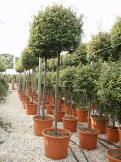 Olijfwilg Als Boom (Elaeagnus Ebbingei) 10 Olijfwilg Als Boom (Elaeagnus Ebbingei) -Aanbiedingen Groene Hekken Winkel 20101213140459 8 1