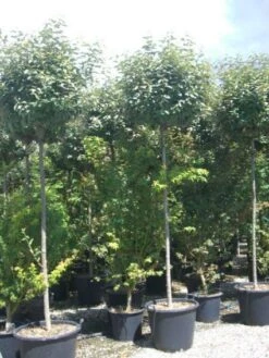 Olijfwilg Als Boom (Elaeagnus Pungens 'Maculata') -Aanbiedingen Groene Hekken Winkel 20101213140523 8