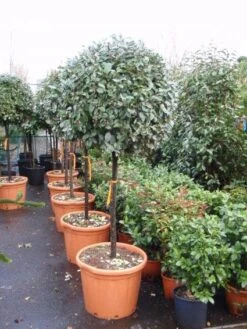 Olijfwilg Op Stam (Elaeagnus Ebbingei) -Aanbiedingen Groene Hekken Winkel 20101213141424 3 2