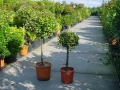 Olijfwilg Op Stam (Elaeagnus Pungens 'Maculata')