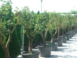 Kaki (Diospyros Kaki) 17 Kaki (Diospyros Kaki) -Aanbiedingen Groene Hekken Winkel 20101213150225 8