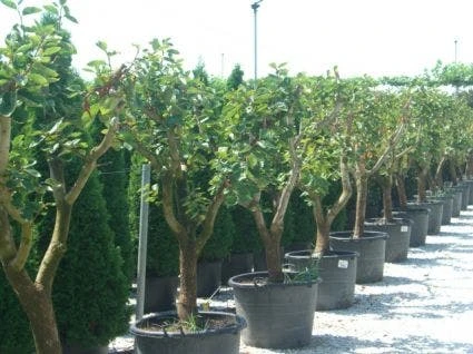 Kaki (Diospyros Kaki) 7 Kaki (Diospyros Kaki) - Afbeelding 5