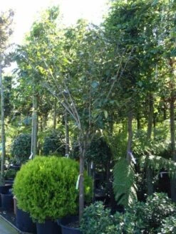 Kaki (Diospyros Kaki) 16 Kaki (Diospyros Kaki) -Aanbiedingen Groene Hekken Winkel 20101213150233 8