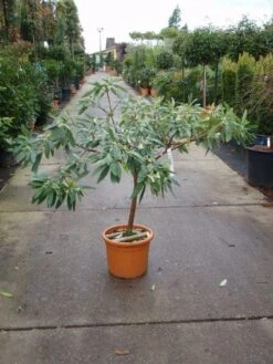 Papierstruik (Edgeworthia Chrysantha) -Aanbiedingen Groene Hekken Winkel 20101213150651 3