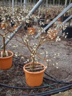 Papierstruik (Edgeworthia Chrysantha) -Aanbiedingen Groene Hekken Winkel 20101213150658 3
